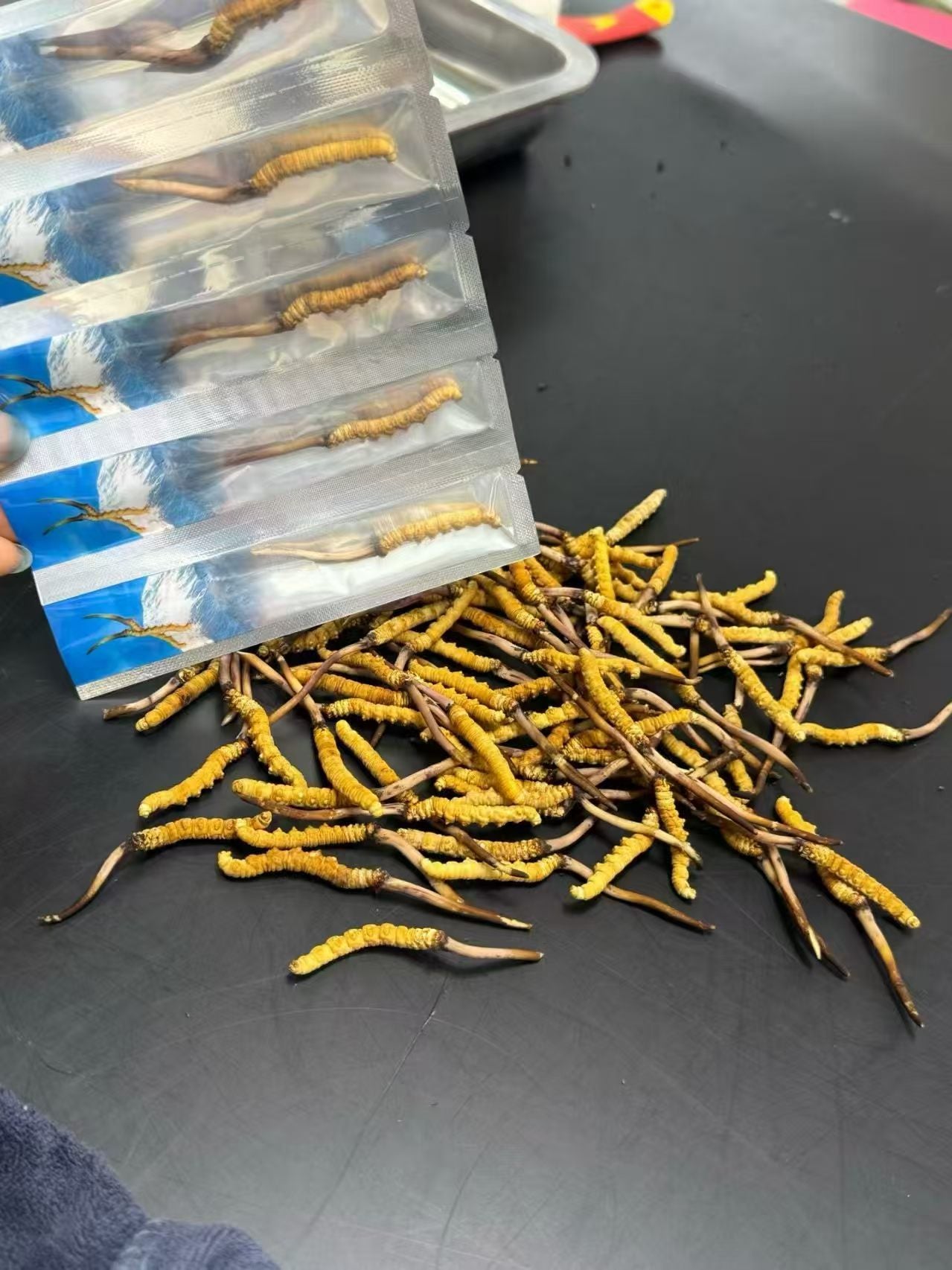 Premium Tibetan Cordyceps | Wild Himalayan Source Wholesale