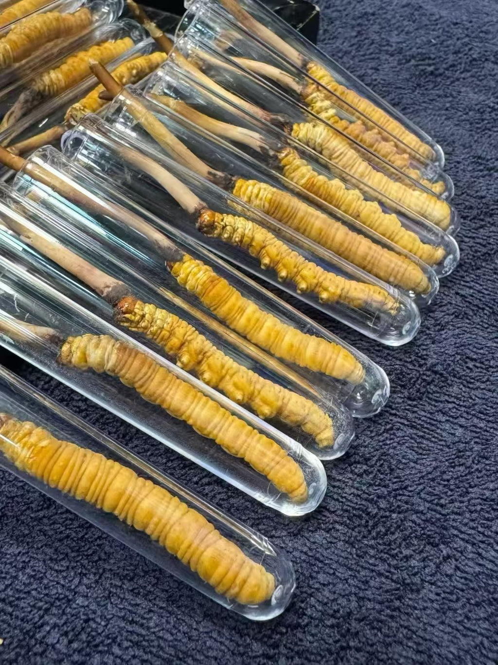 Top Grade Tibetan Cordyceps | Premium Himalayan Wild Source Wholesale