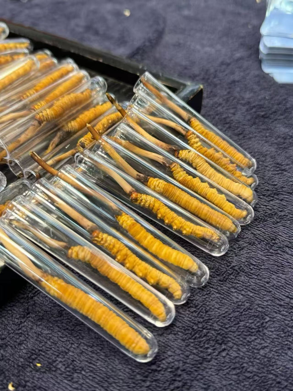 Premium Tibetan Cordyceps | Wild Himalayan Source Wholesale