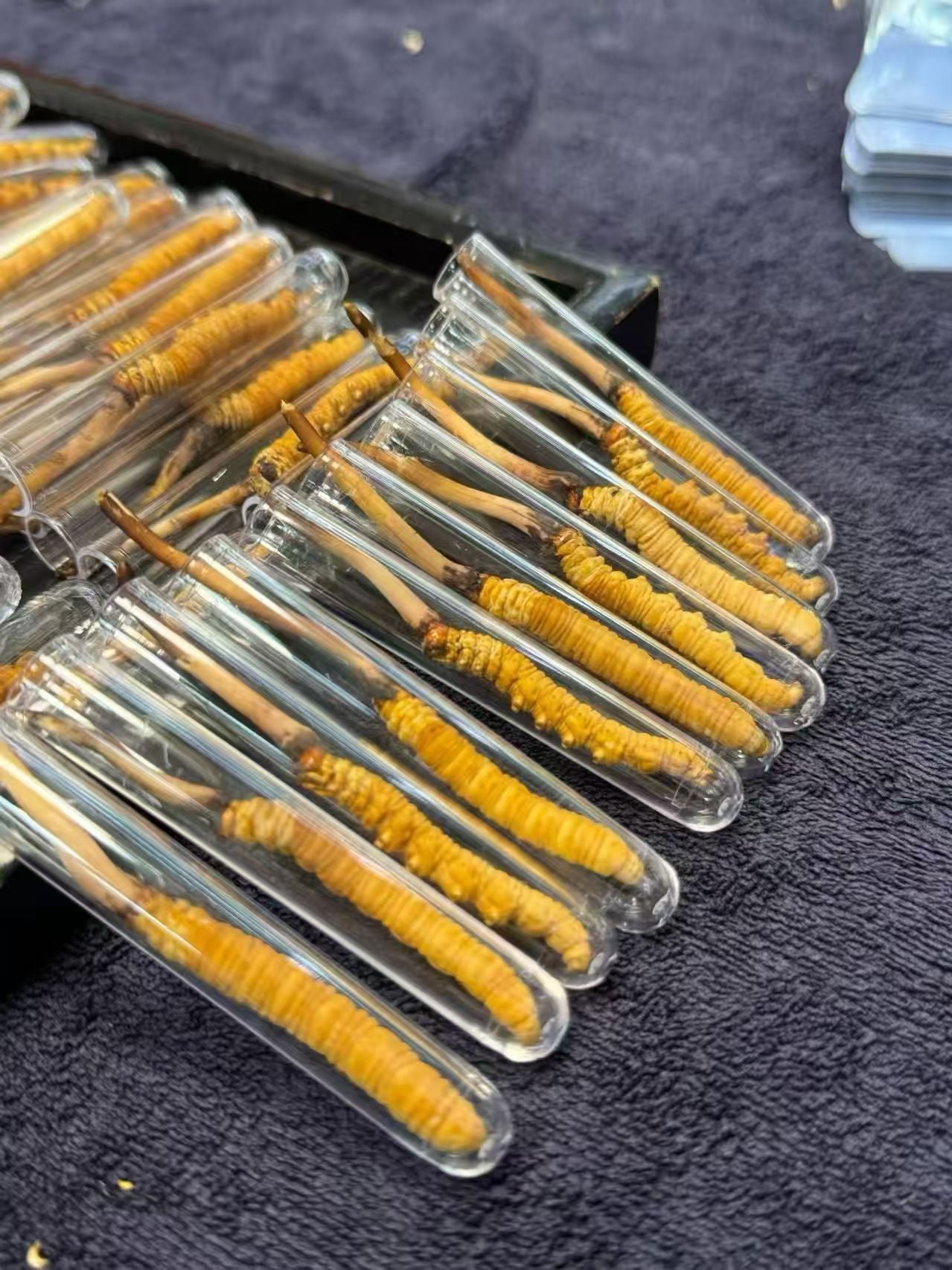 Premium Tibetan Cordyceps | Wild Himalayan Source Wholesale