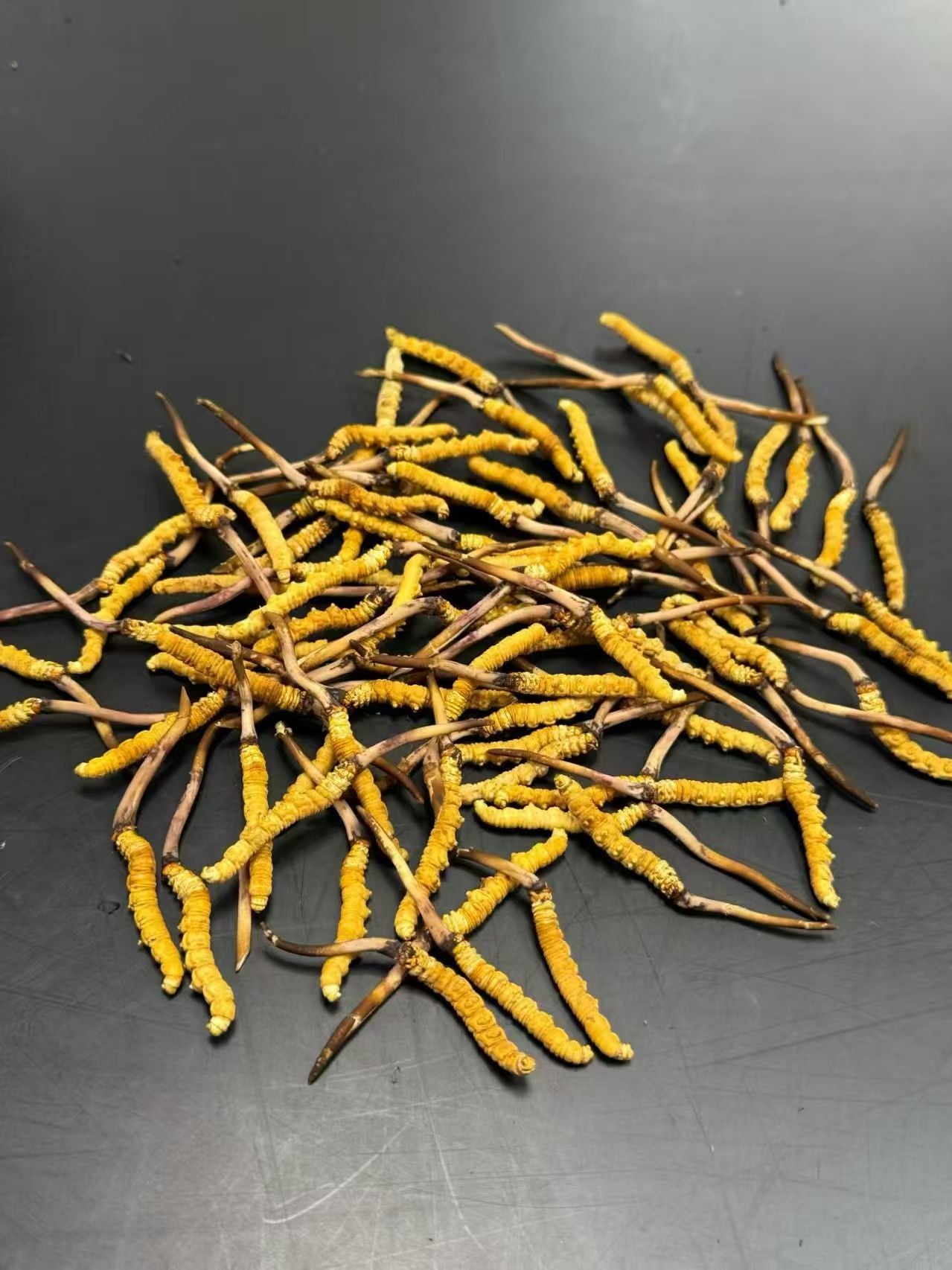 Top Grade Tibetan Cordyceps | Premium Himalayan Wild Source Wholesale