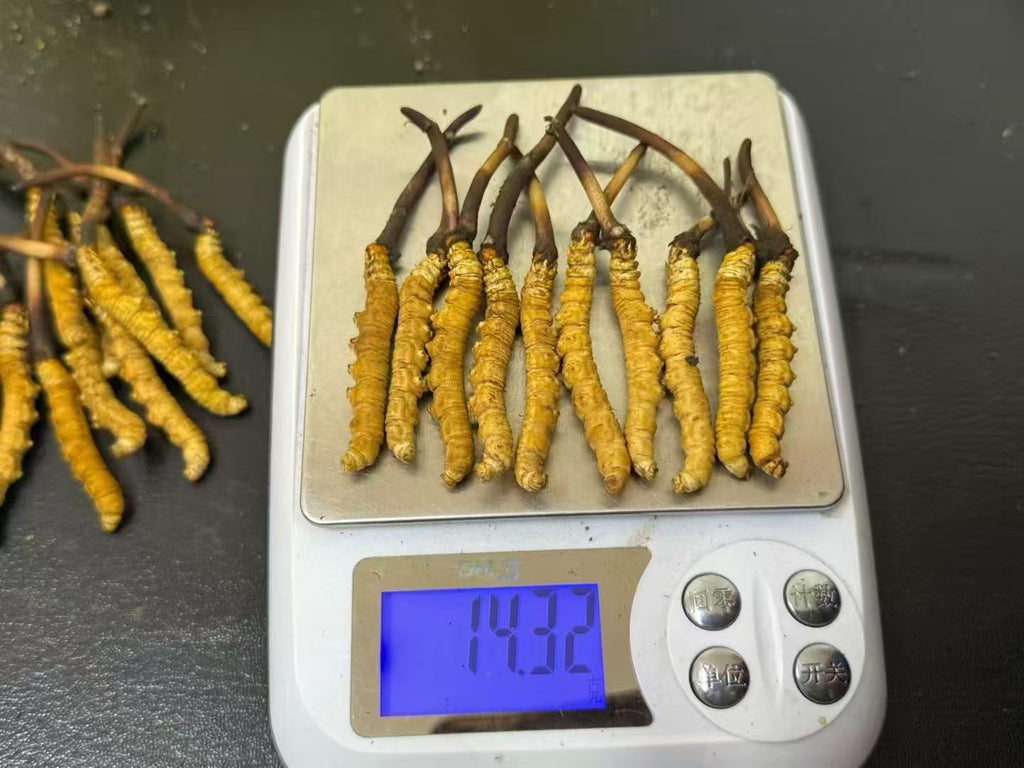 Top Grade Tibetan Cordyceps | Premium Himalayan Wild Source Wholesale